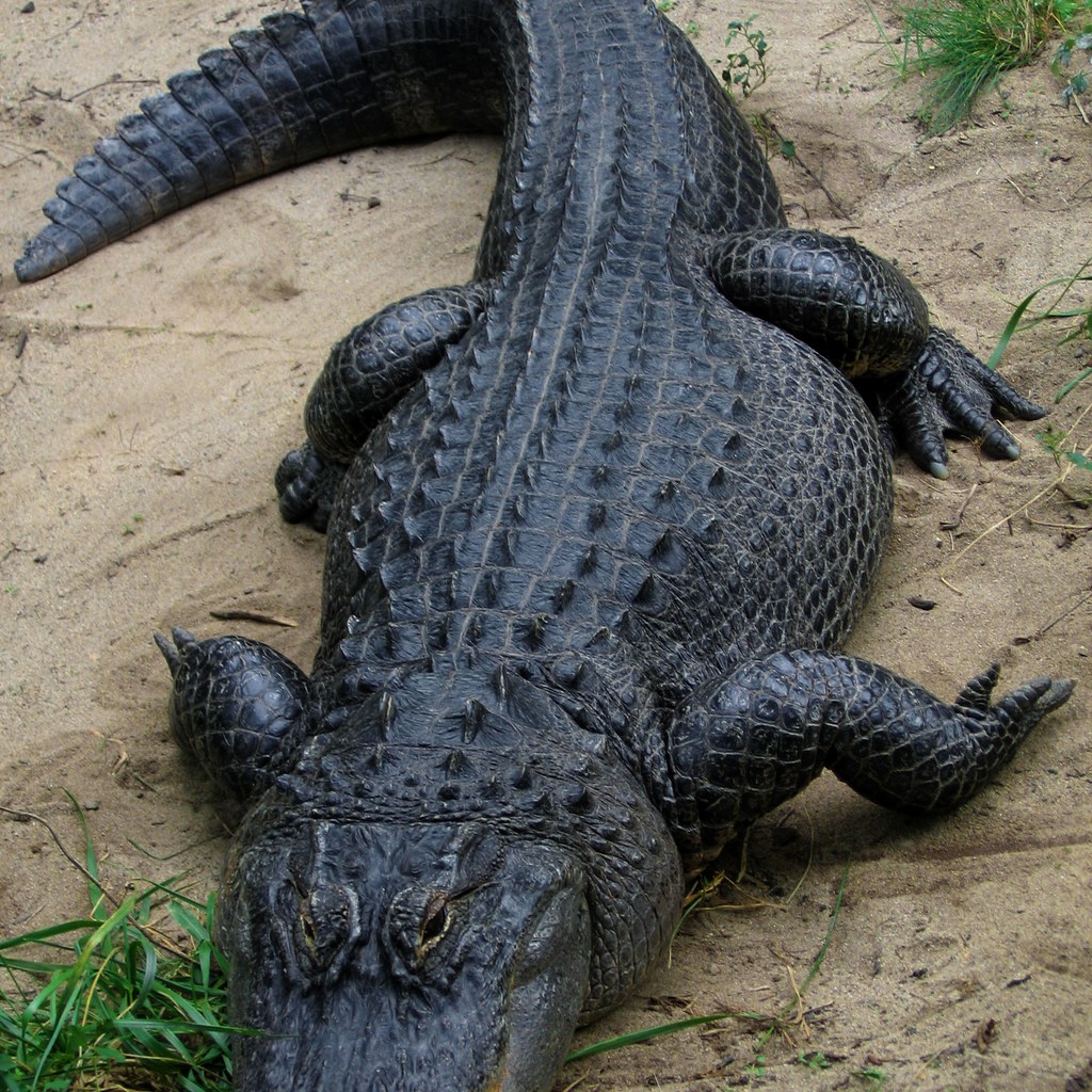 Alligator wins