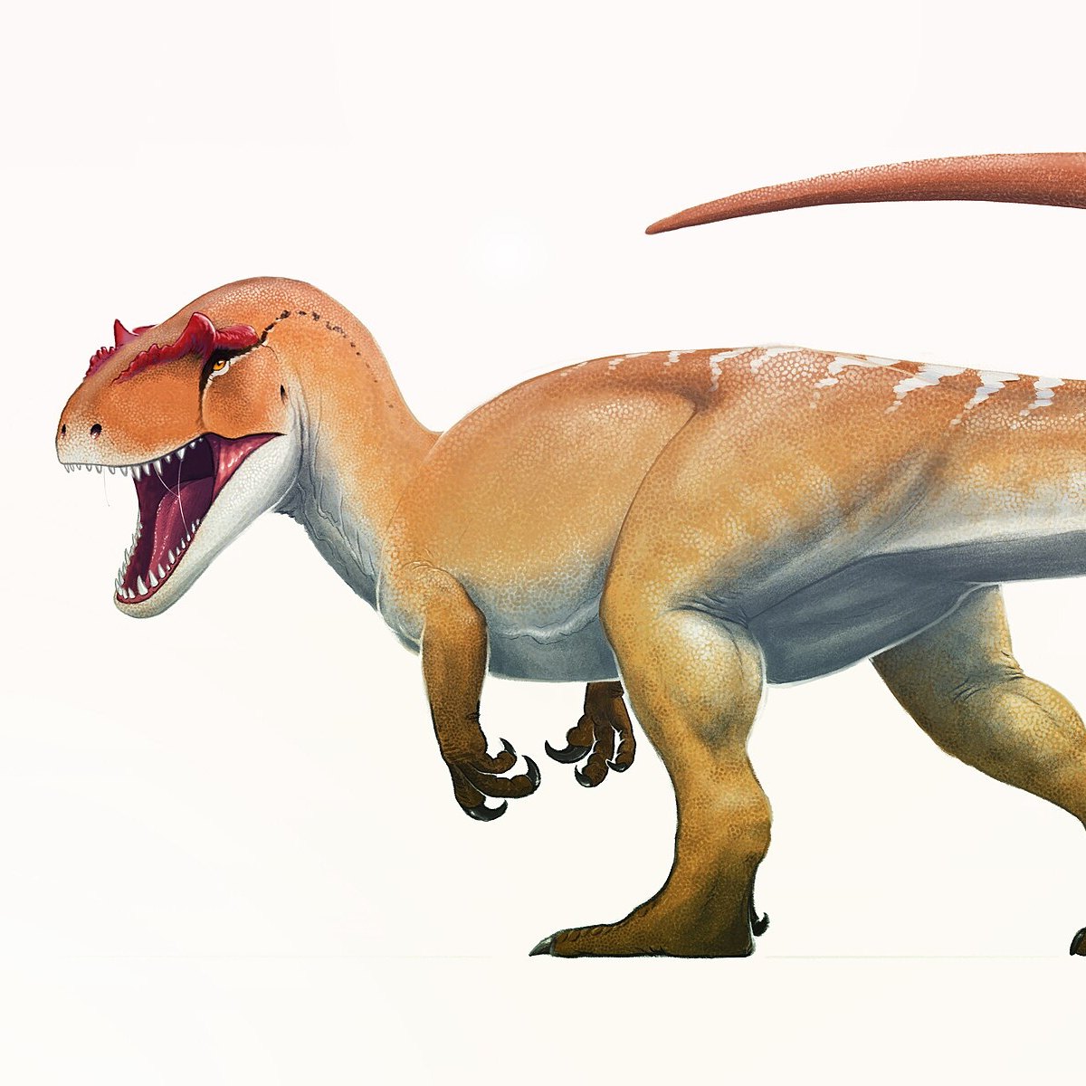 Allosaurus wins