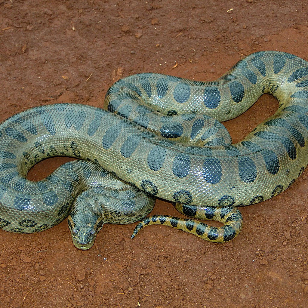 Anaconda wins