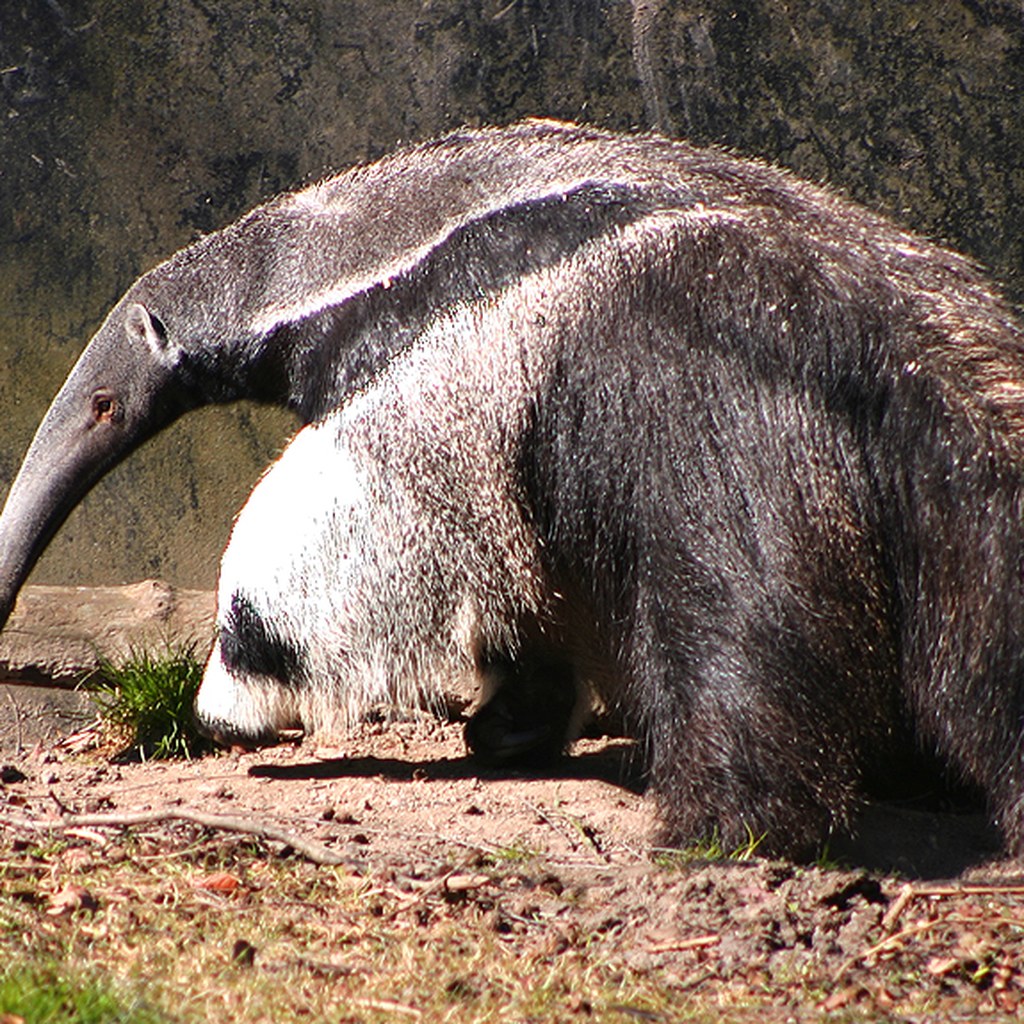Anteater wins