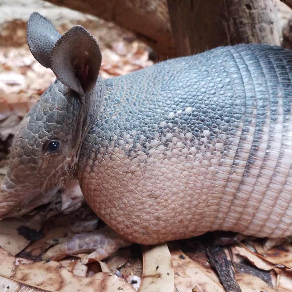 Armadillo wins