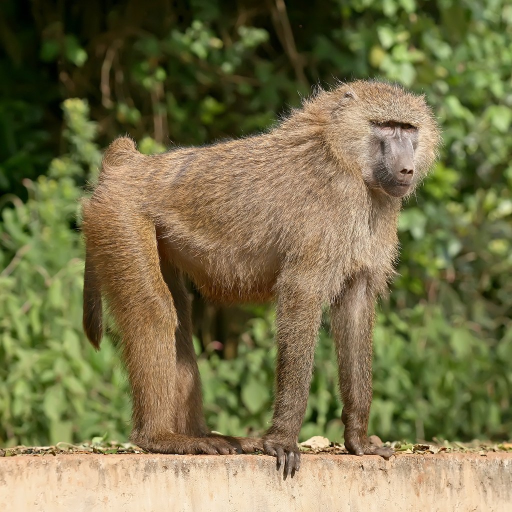 Baboon wins