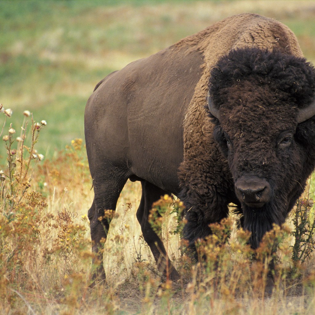 Bison wins