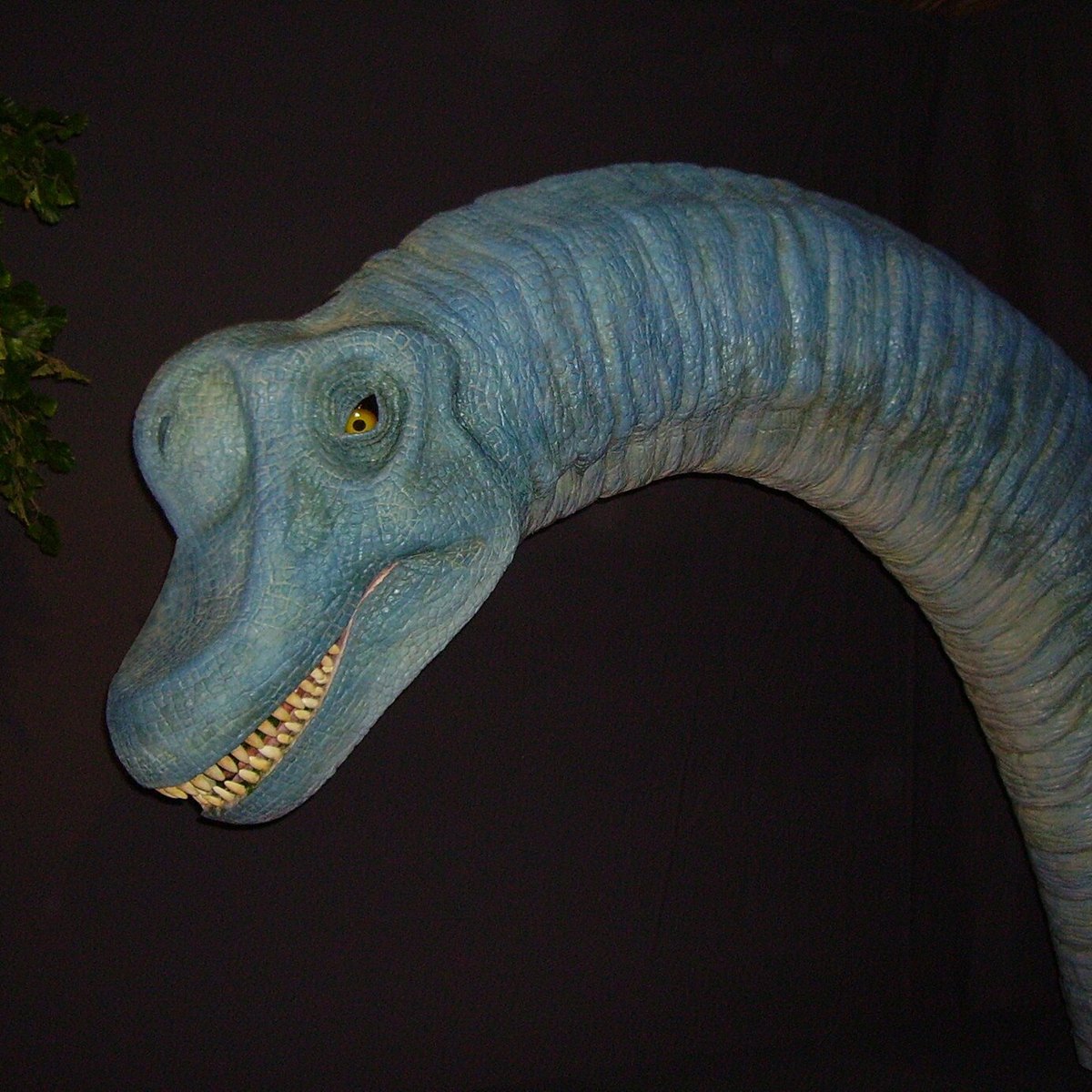 Brachiosaurus wins