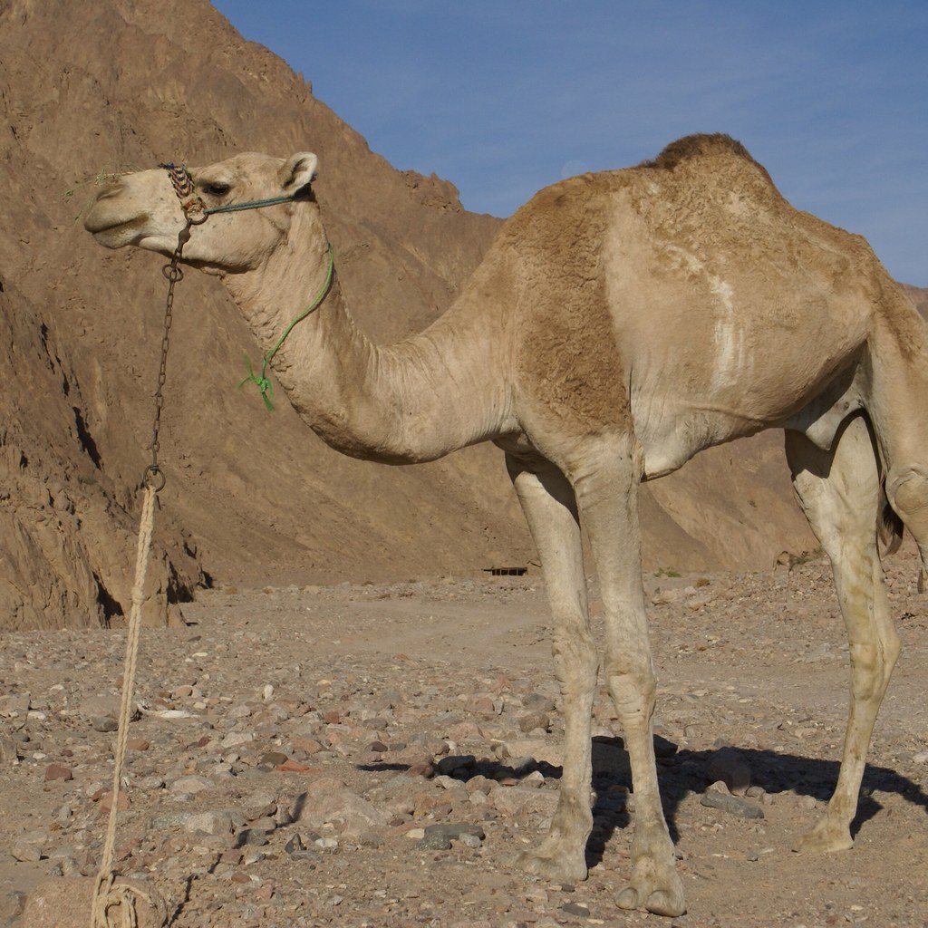 Camel wins
