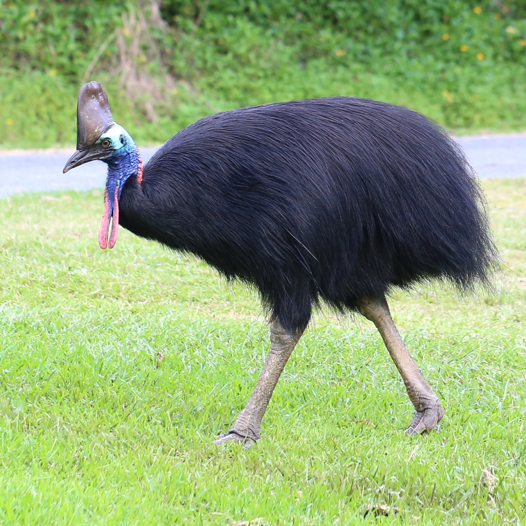 Cassowary wins