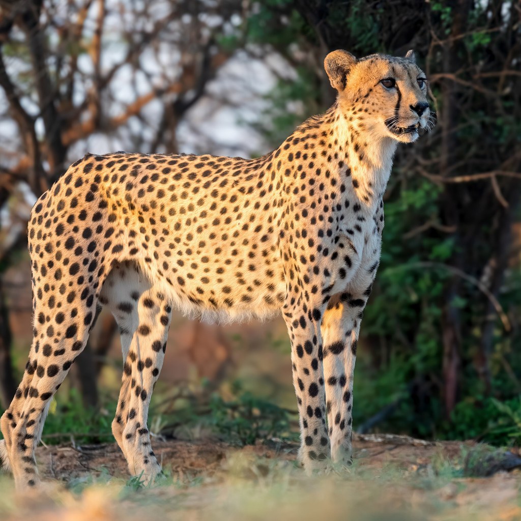 Cheetah wins