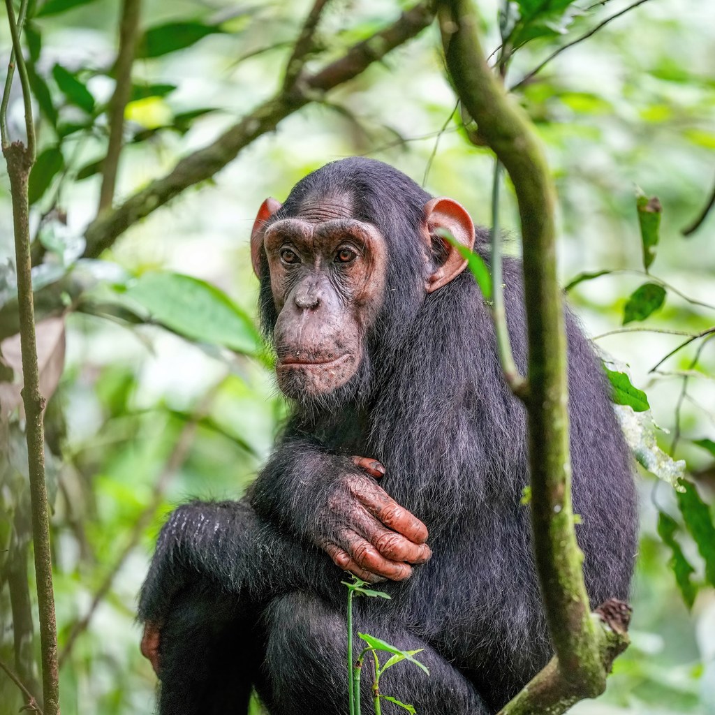 Chimpanzee wins