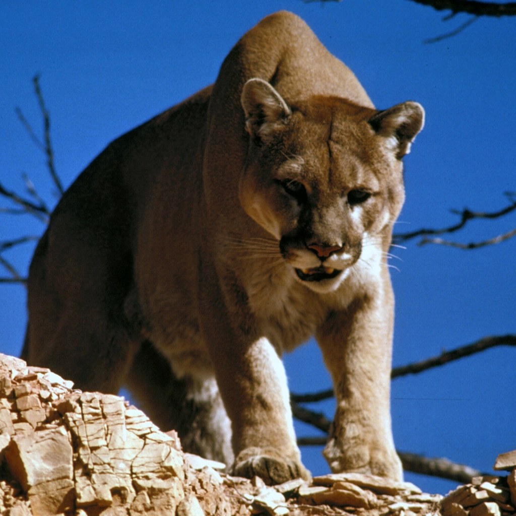 Cougar wins