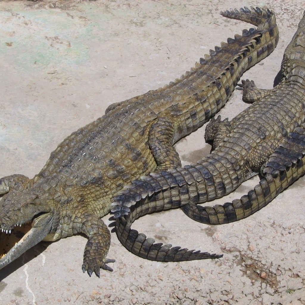 Crocodile wins