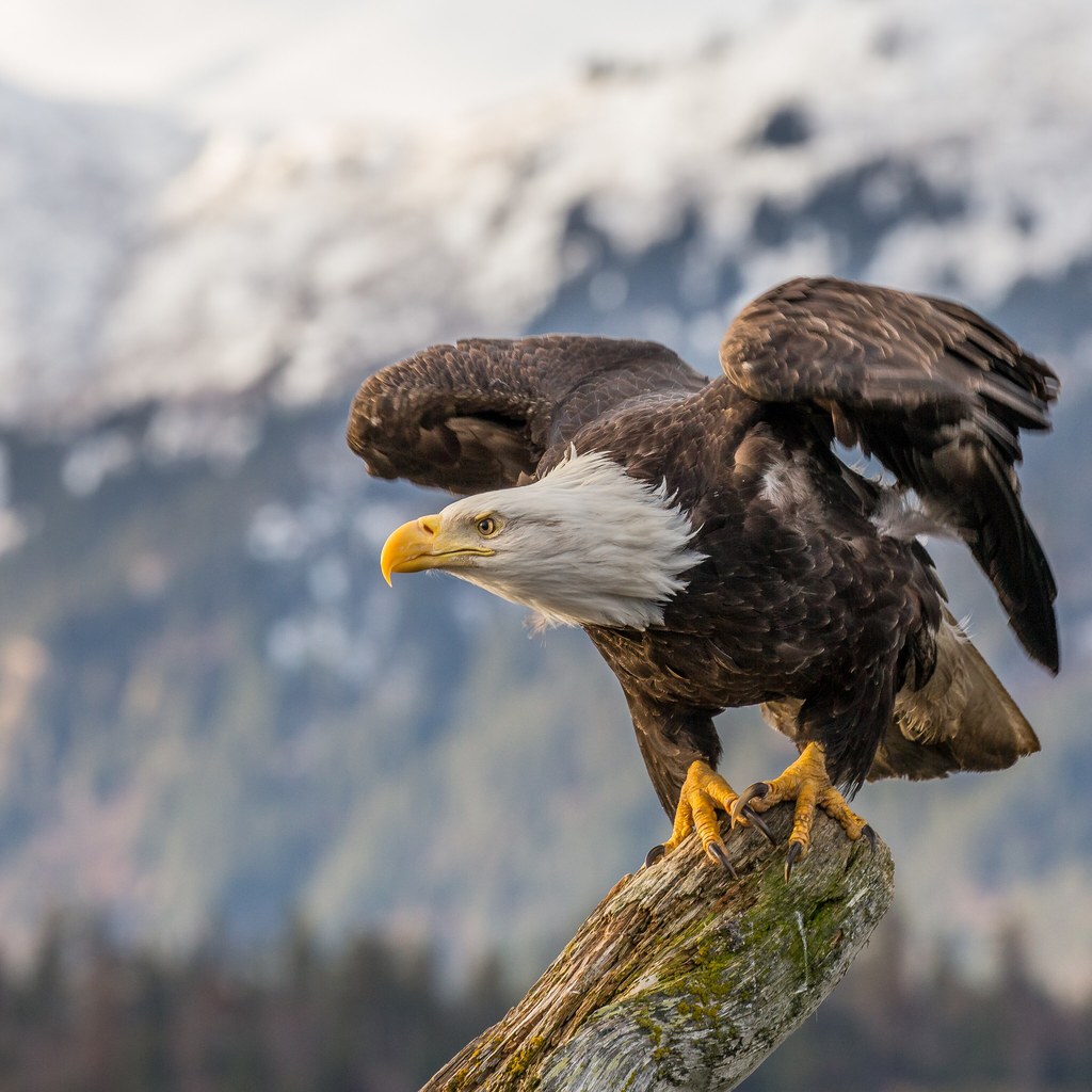 Eagle wins