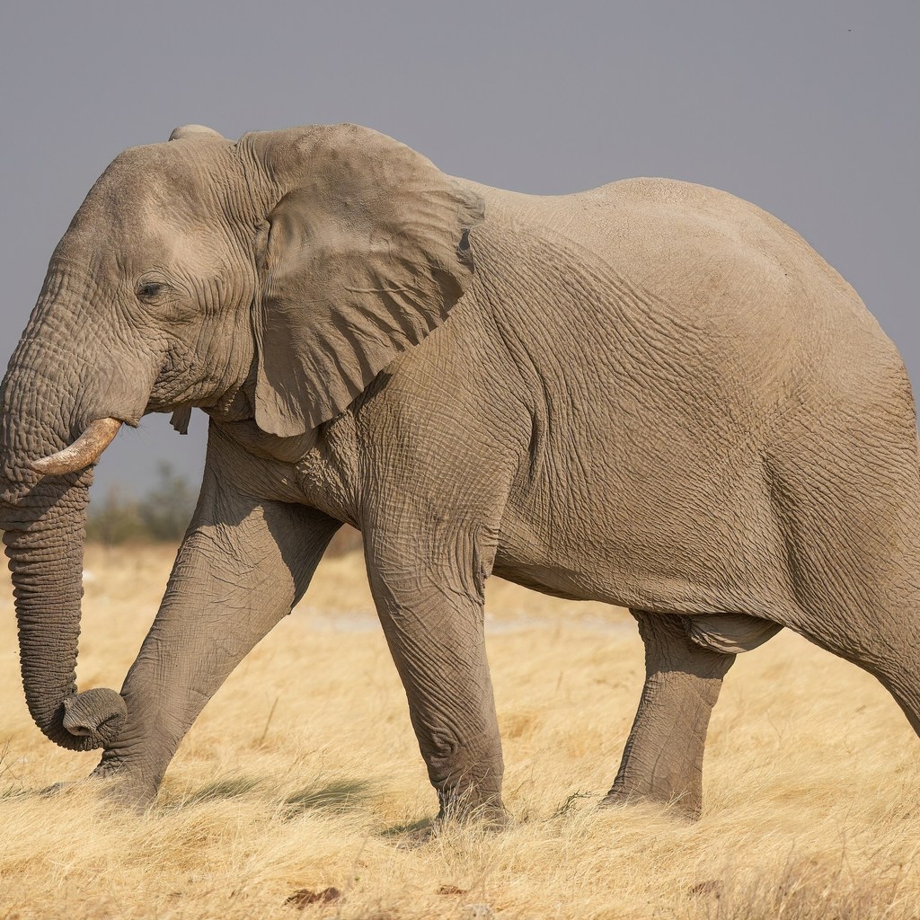 Elephant wins