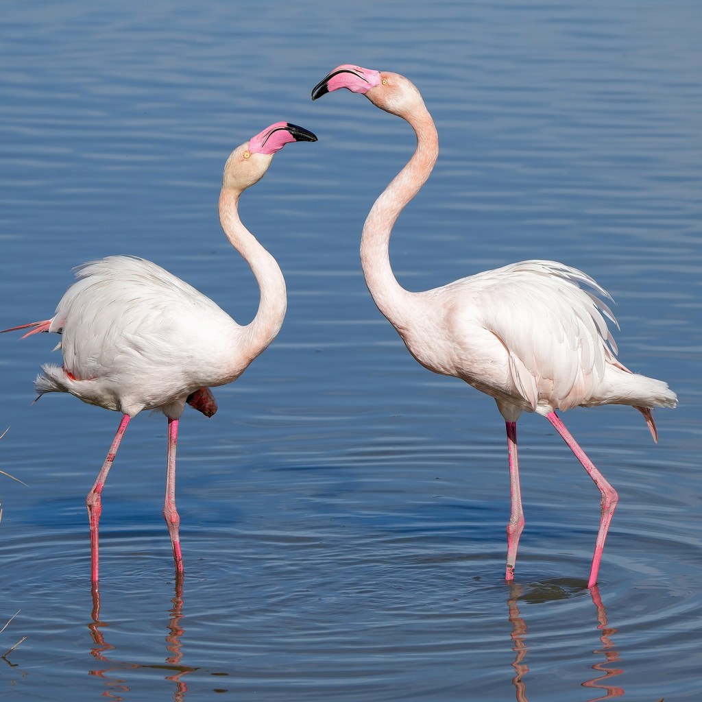 Flamingo wins
