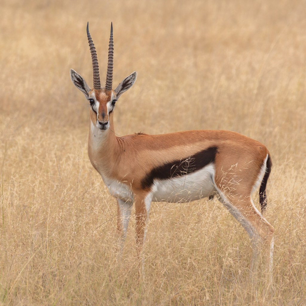 Gazelle wins