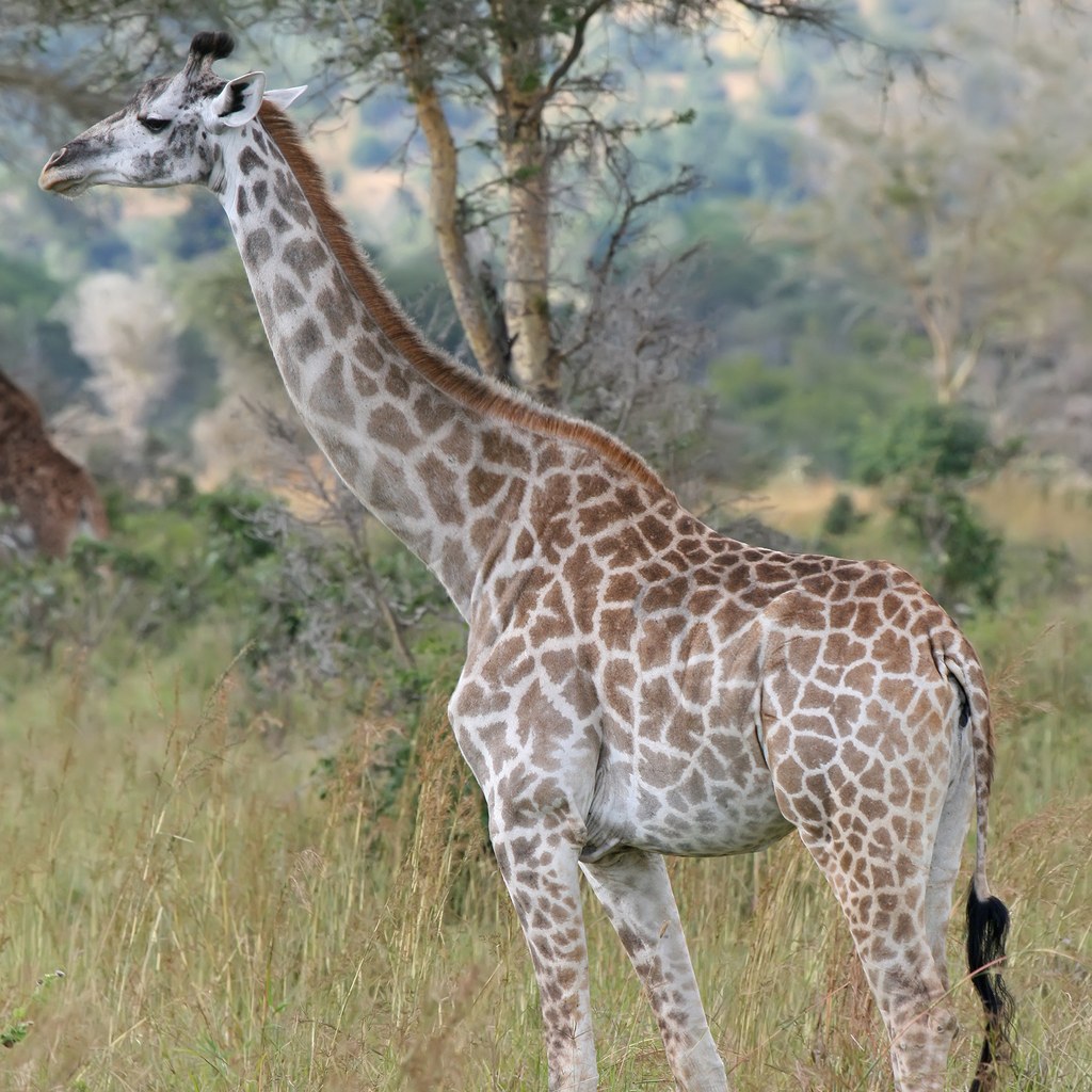 Giraffe wins