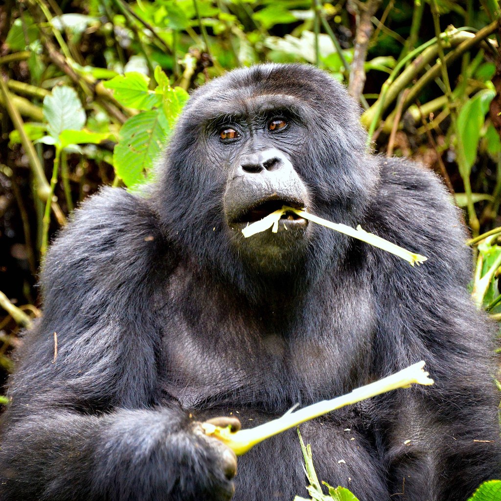 Gorilla wins