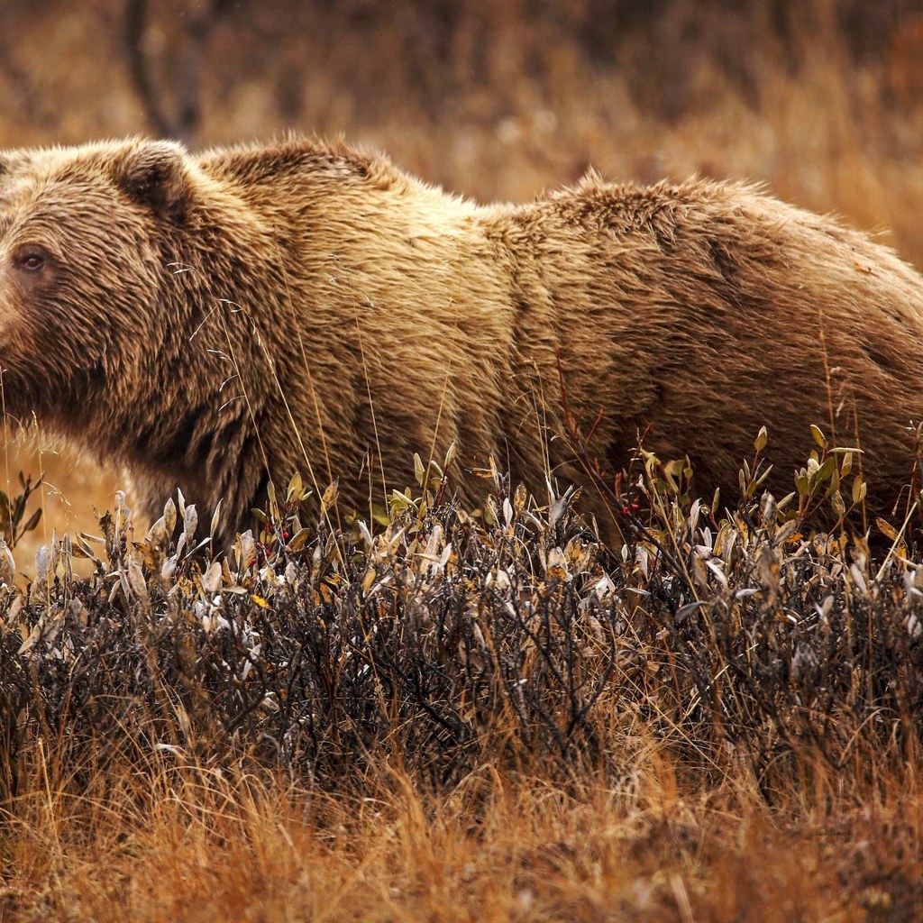 Grizzly Bear wins