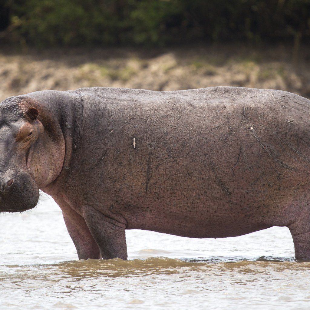 Hippo wins