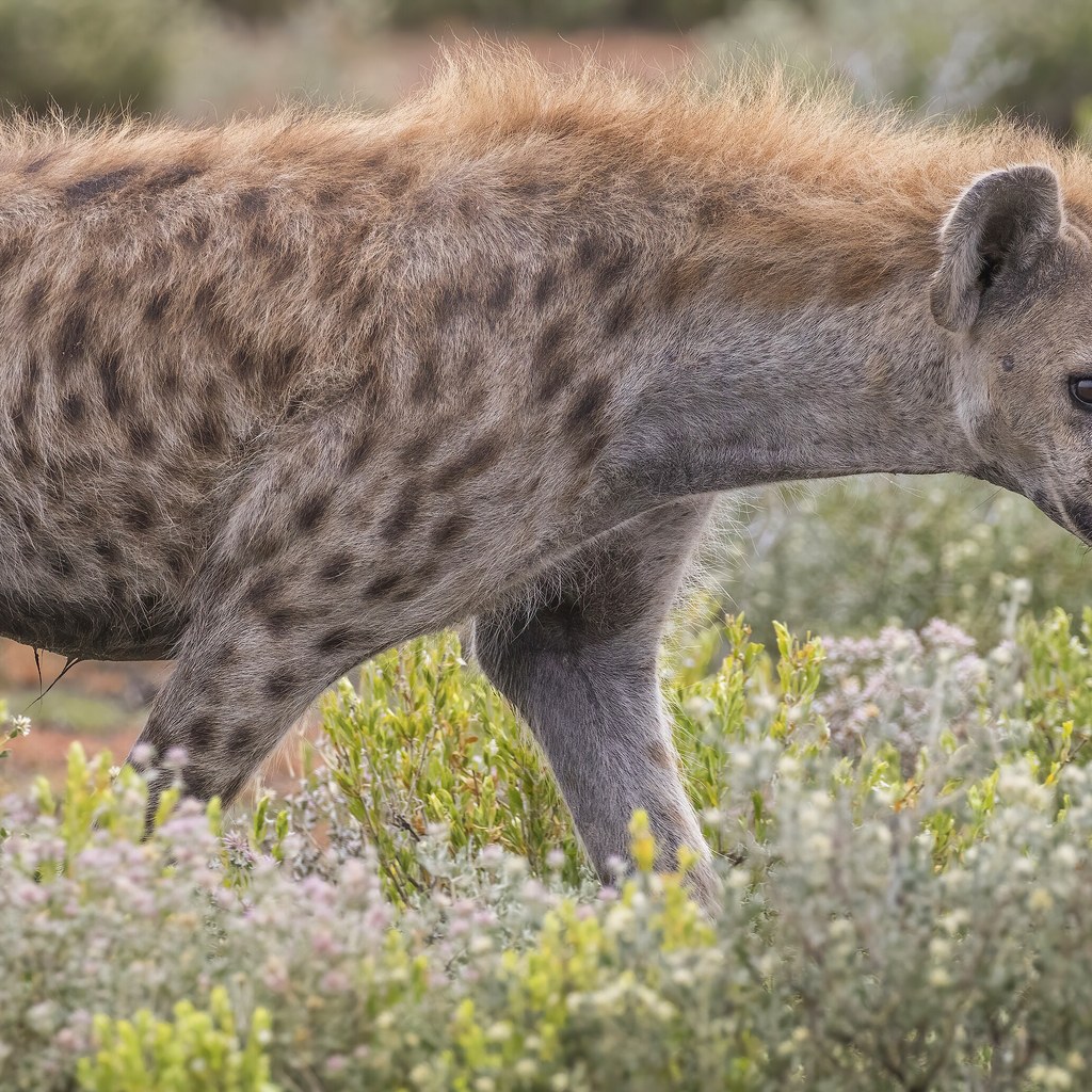 Hyena wins
