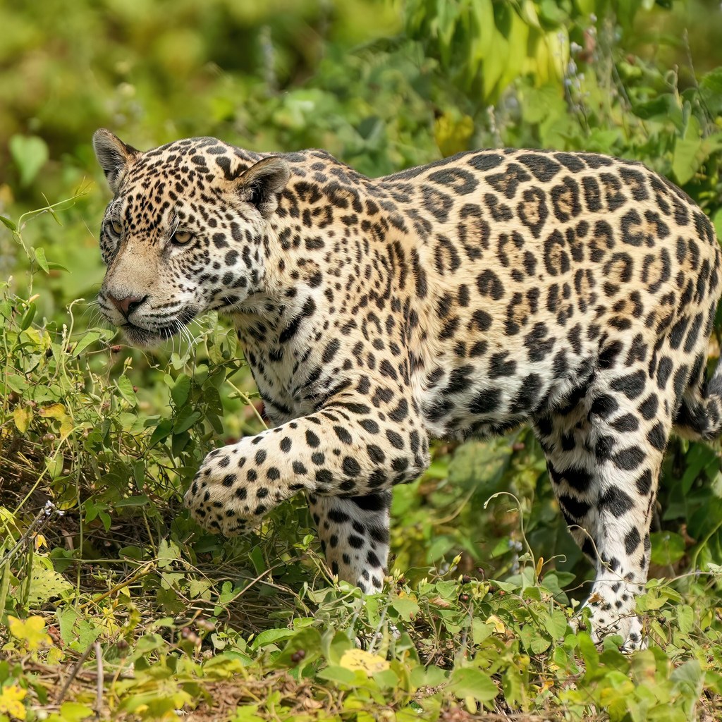 Jaguar wins