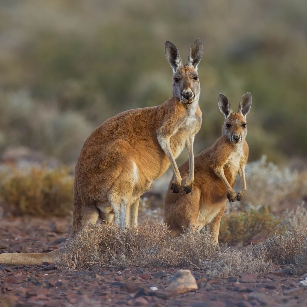 Kangaroo wins