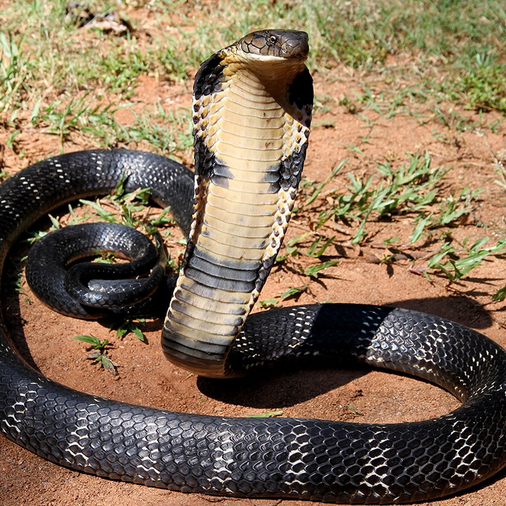 King Cobra wins