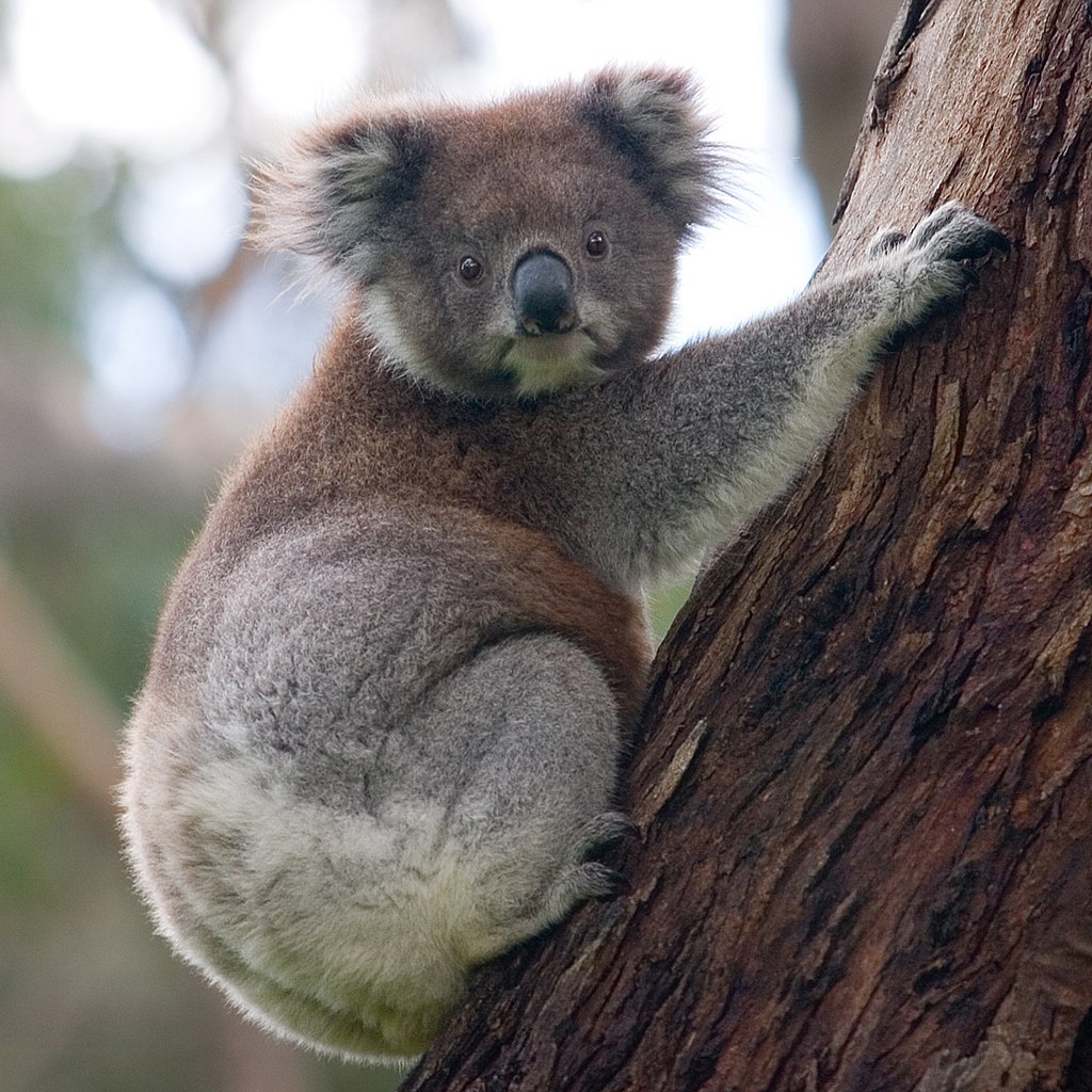 Koala wins