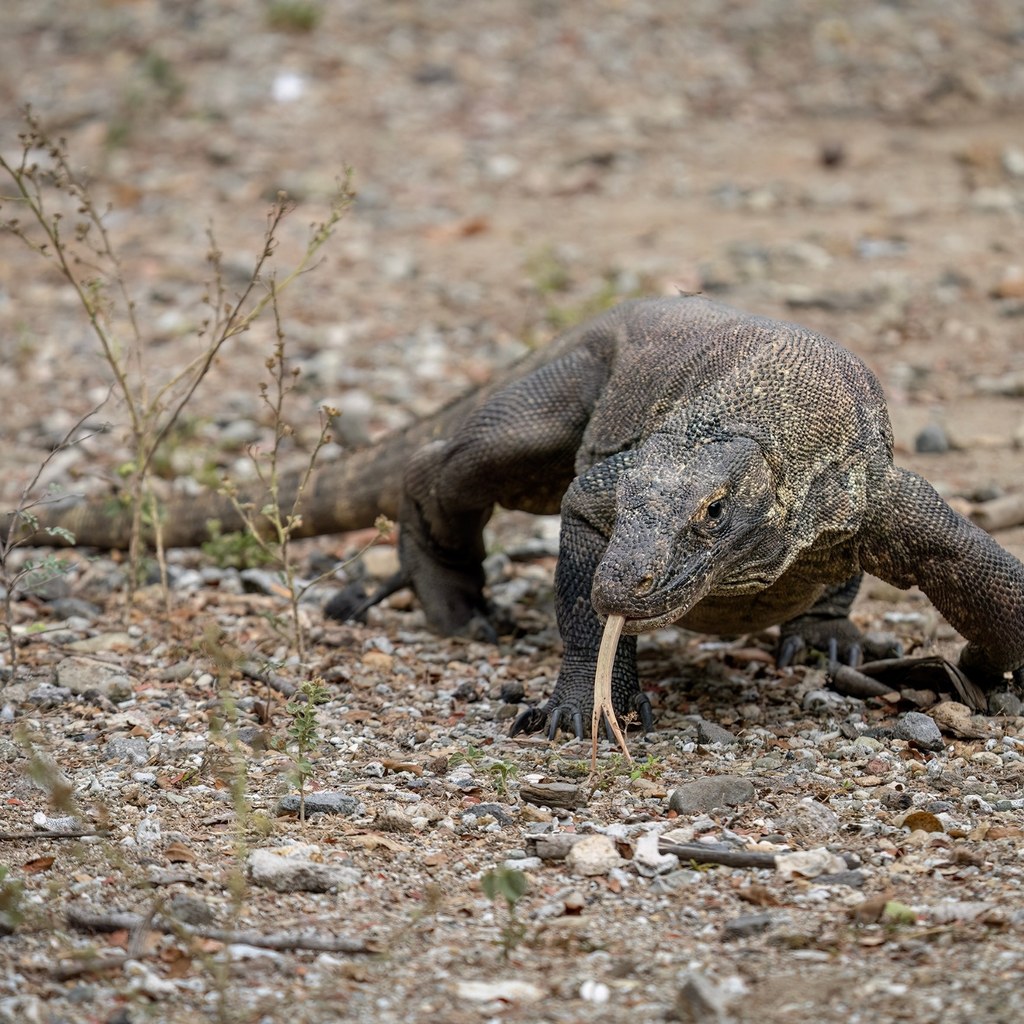 Komodo Dragon wins