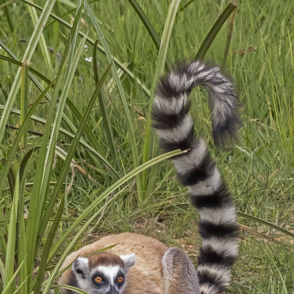 Lemur wins