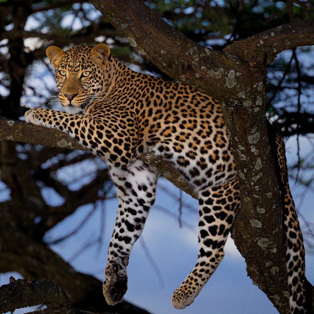 Leopard wins