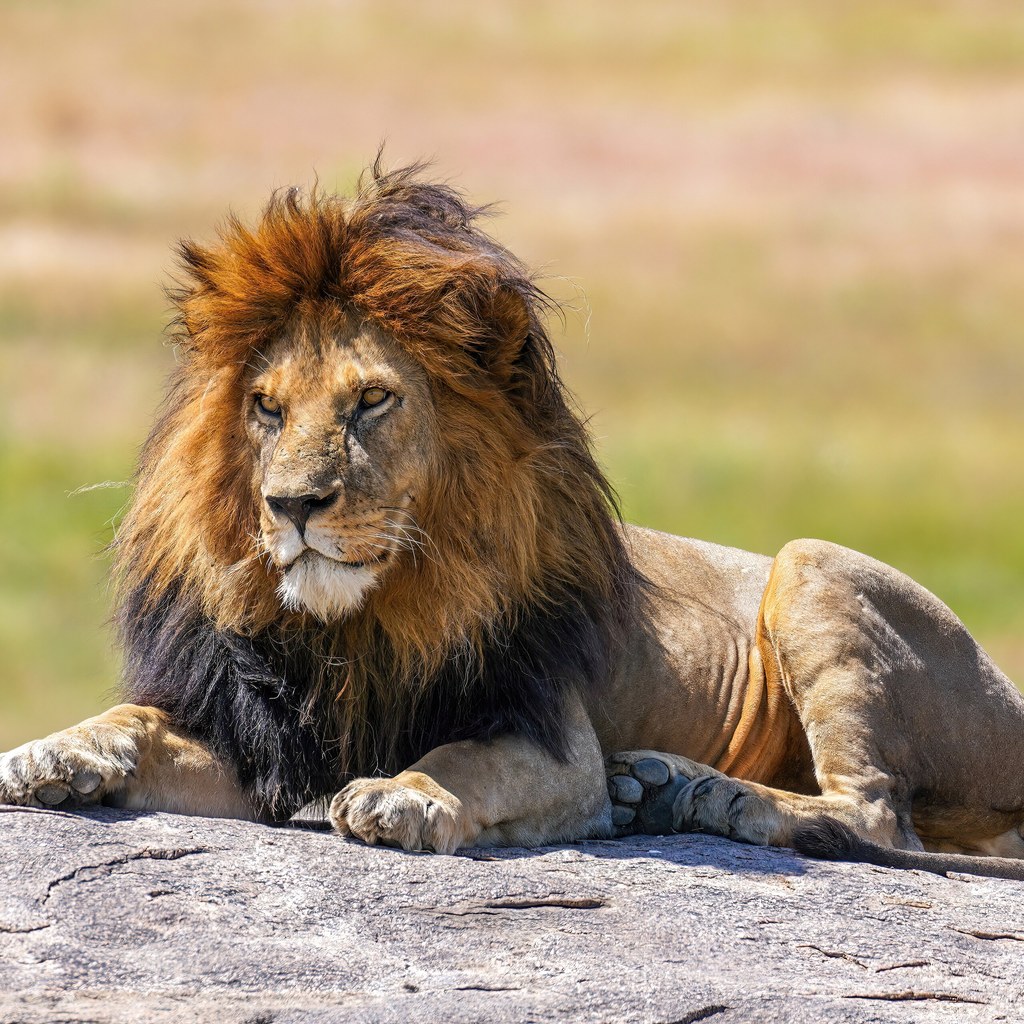 Lion wins