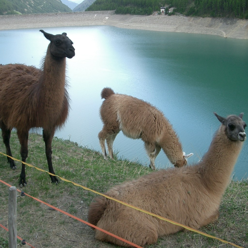 Llama wins