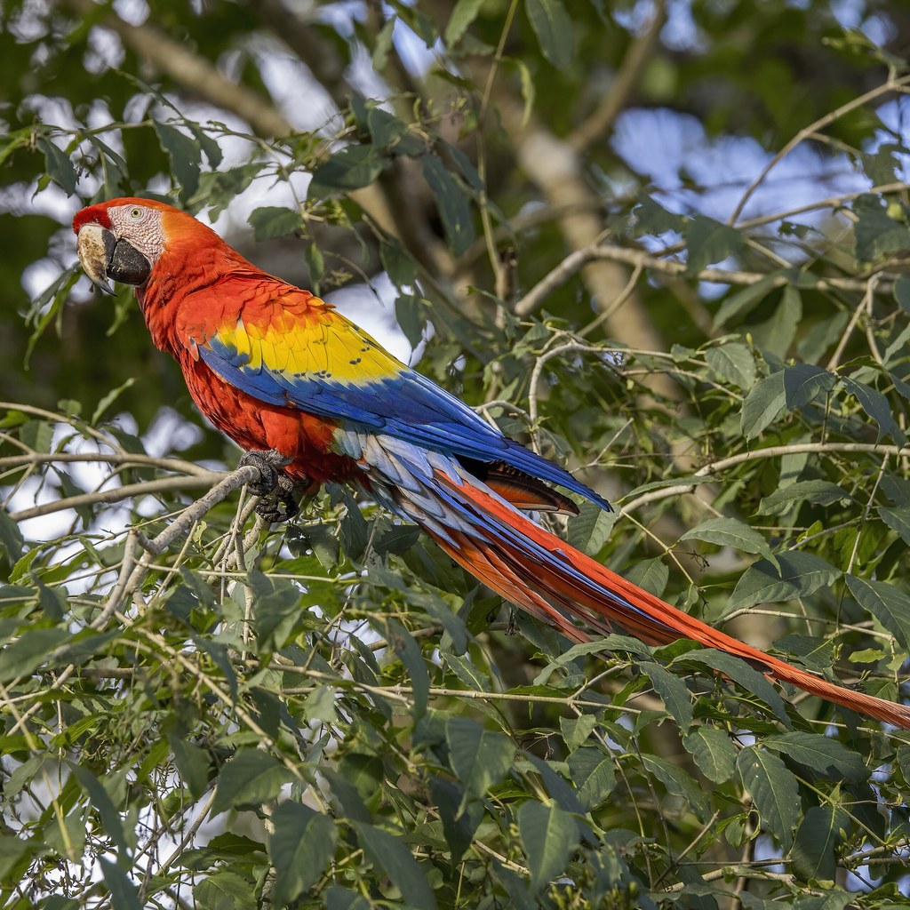 Macaw wins