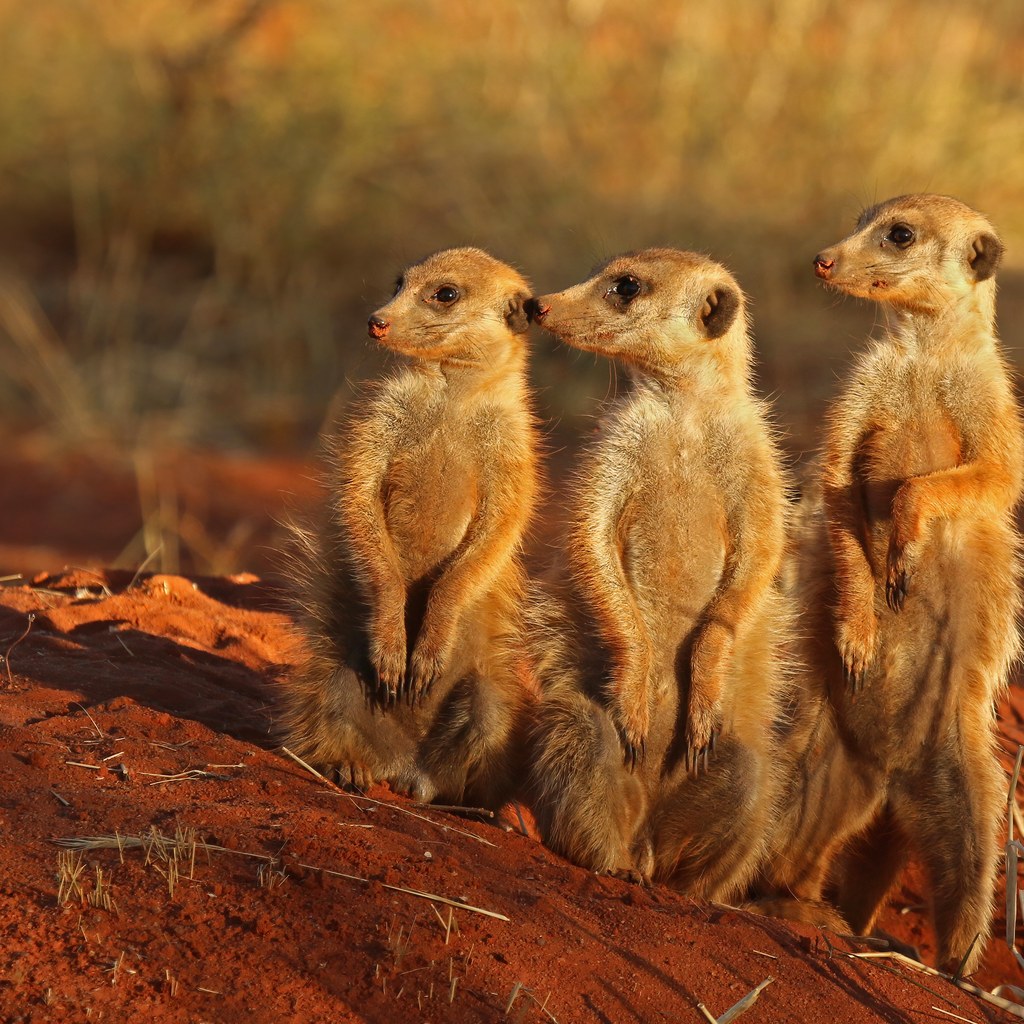 Meerkat wins
