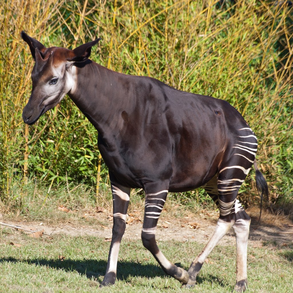 Okapi wins