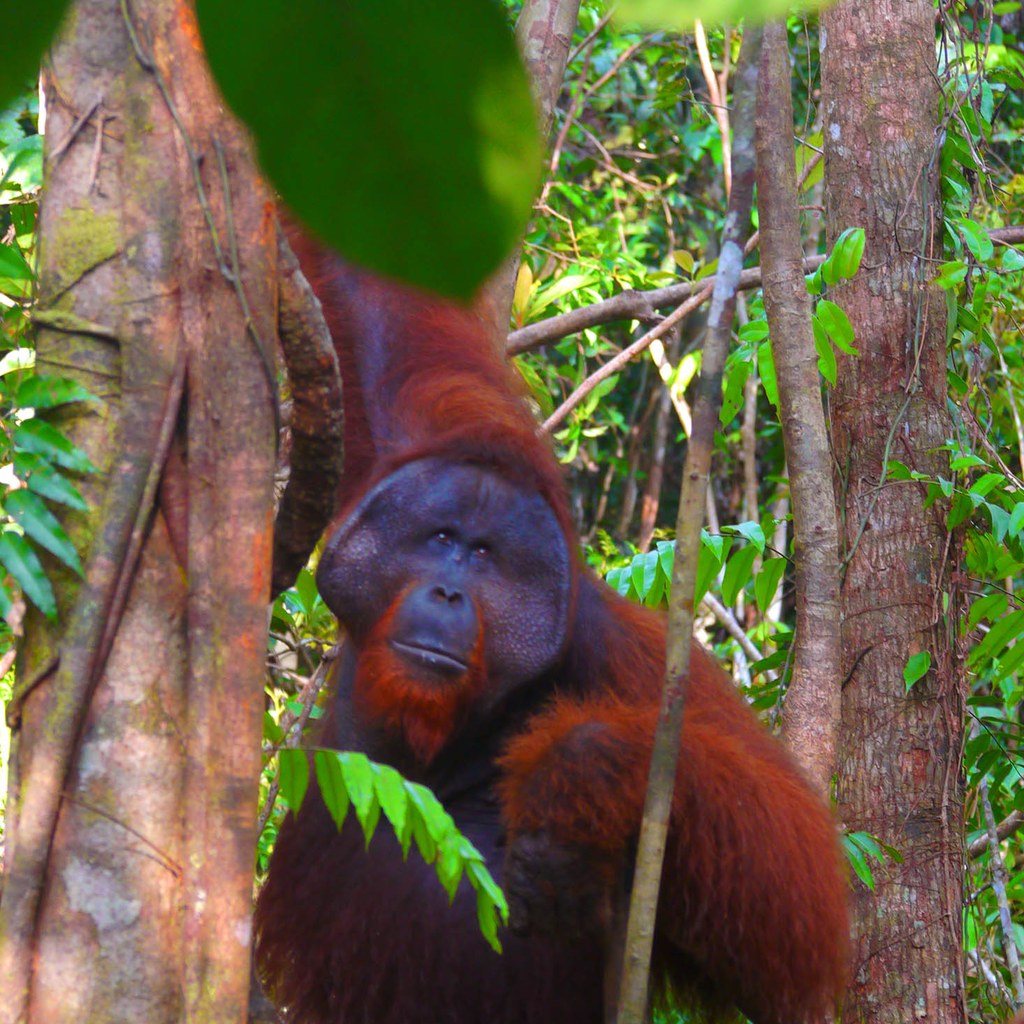 Orangutan wins