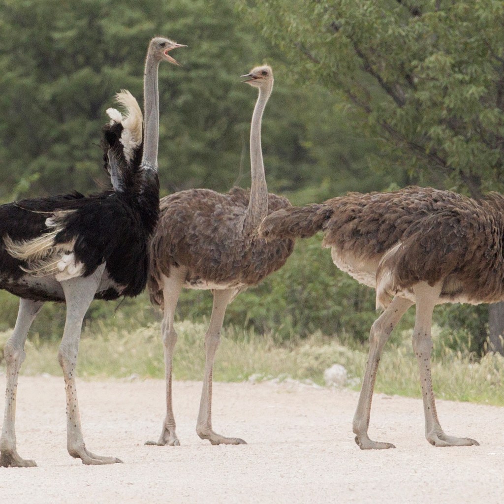 Ostrich wins