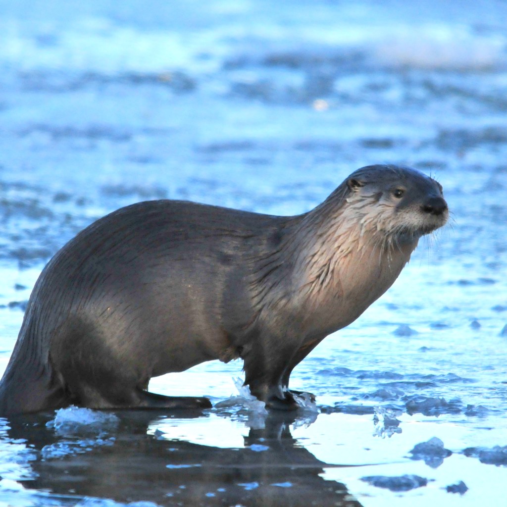 Otter wins