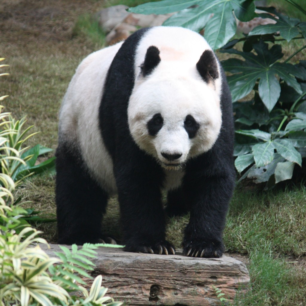 Panda wins