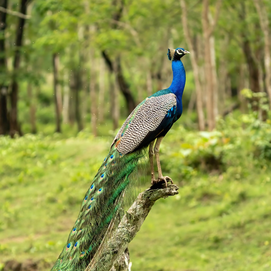 Peacock wins