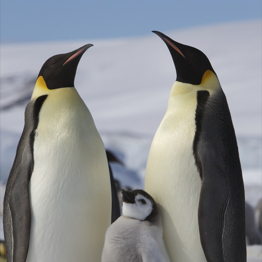 Penguin wins