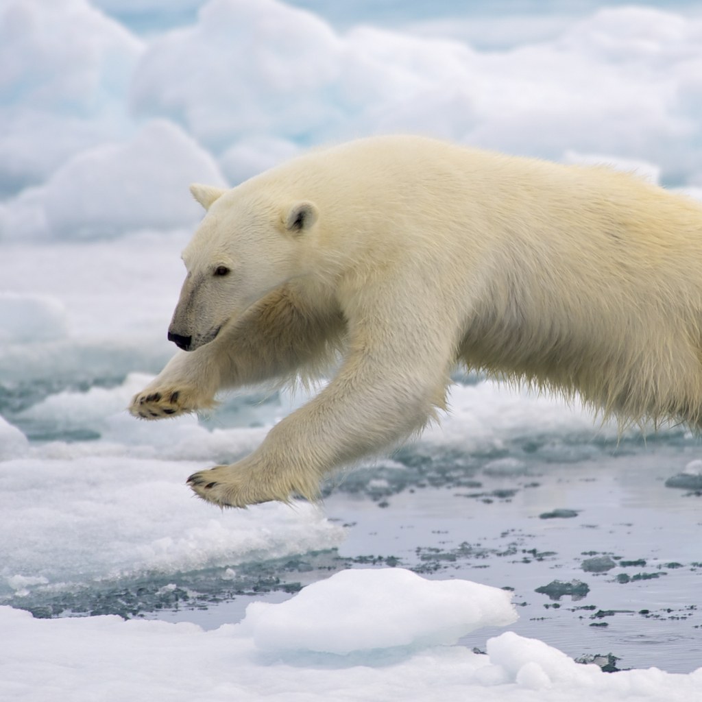 Polar Bear wins