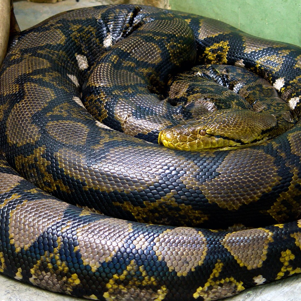 Python wins