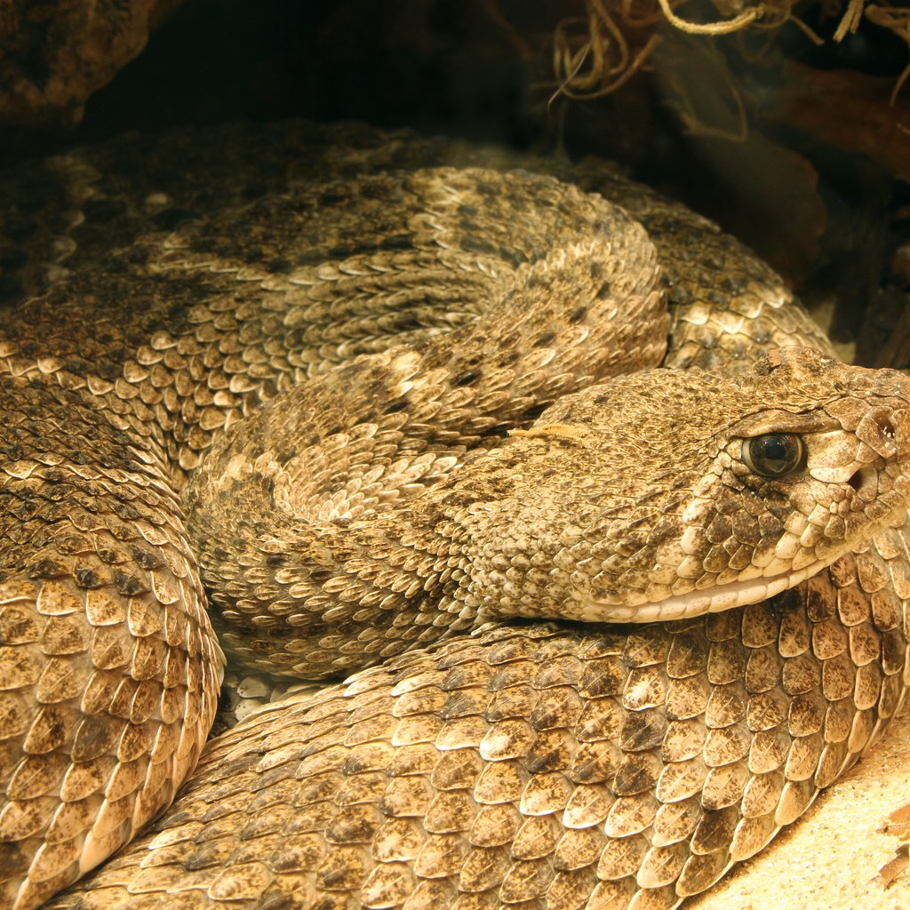 Rattlesnake wins