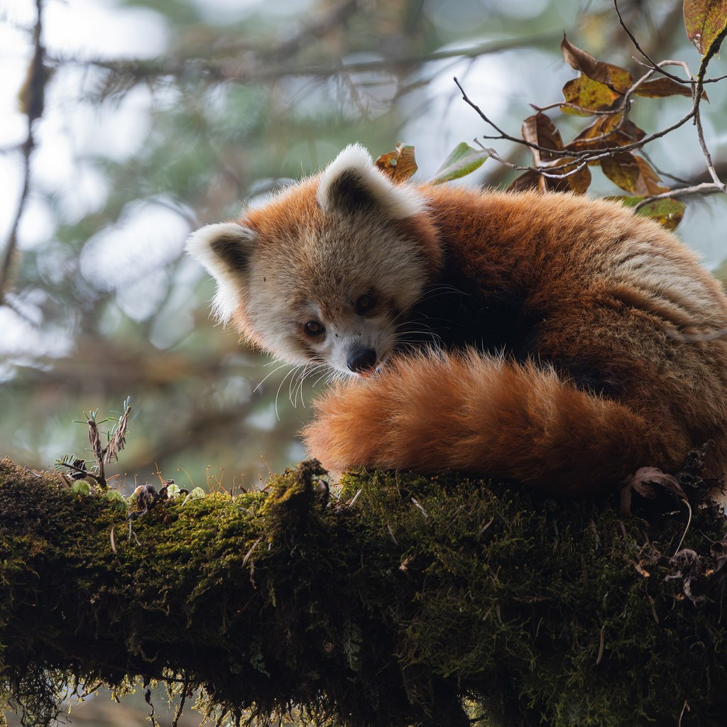 Red Panda wins