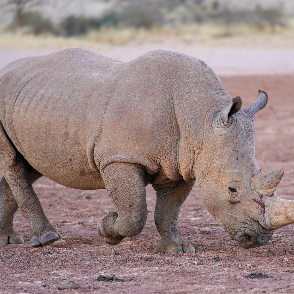 Rhino wins