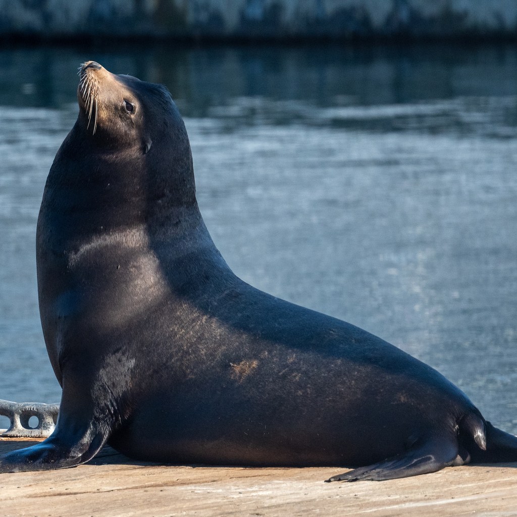 Sea Lion wins
