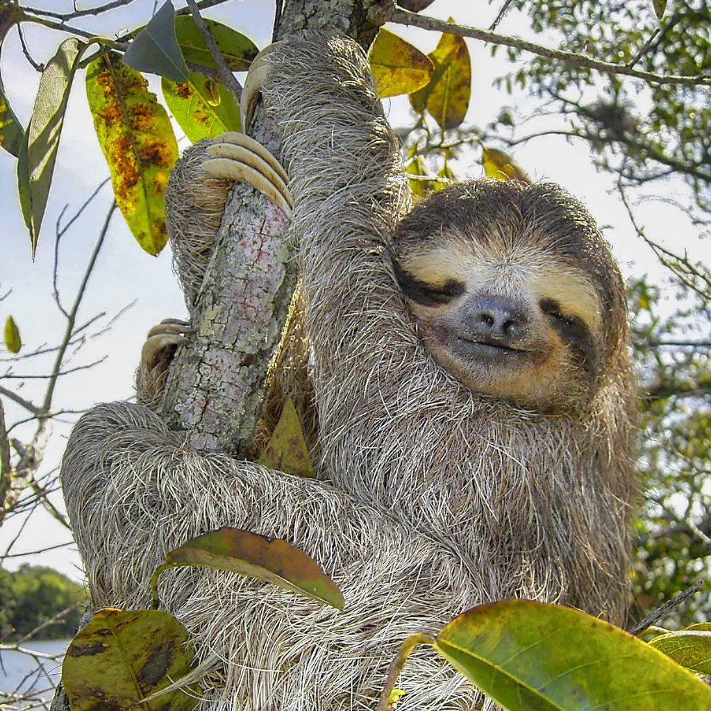 Sloth wins
