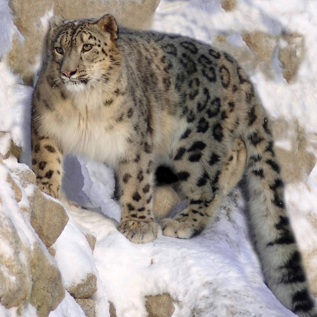 Snow Leopard wins