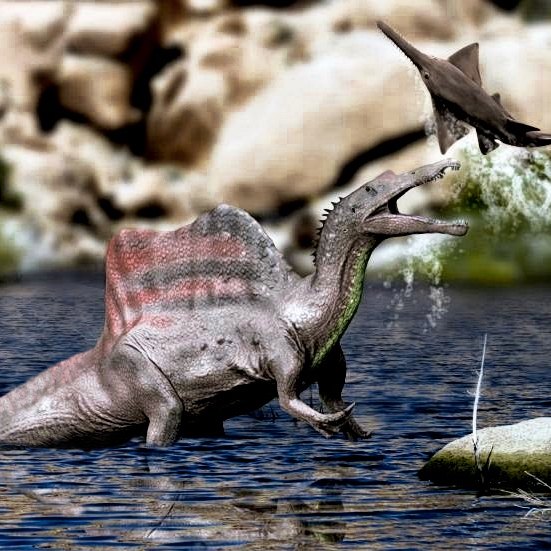 Spinosaurus wins